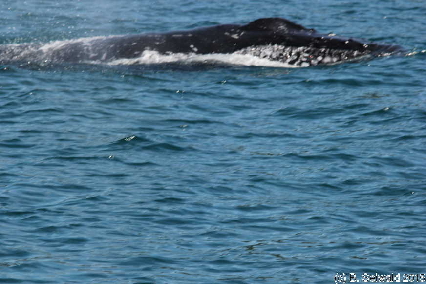 WhaleWatching20150905 114527