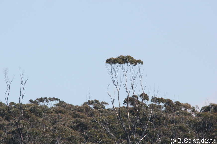 WhaleWatching20150905 114820