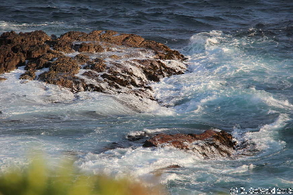 WhaleWatching20150905 164510