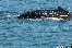 WhaleWatching20150905-114513