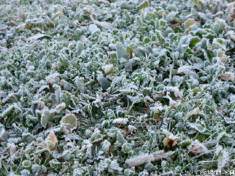 WinterMorning20140804 073623