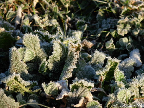 WinterMorning20140804 073946