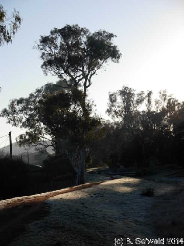 WinterMorning20140804 074701