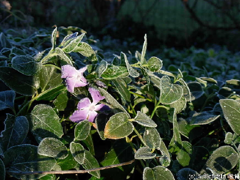 WinterMorning20140804 075256