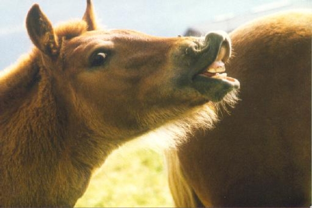 pferd