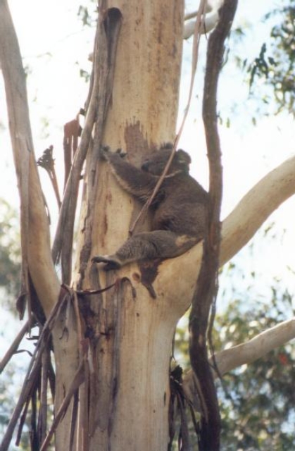 AUS01 14