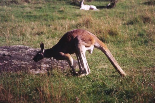 AUS02 22