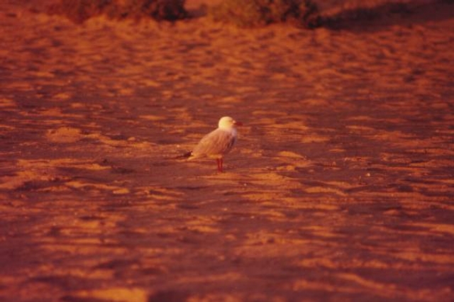 AUS06 09