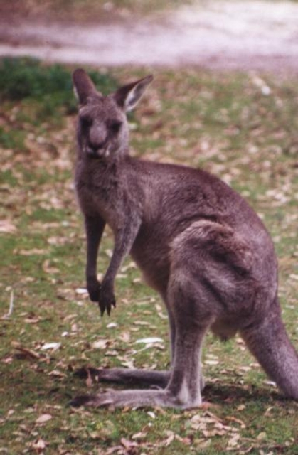 AUS08 06