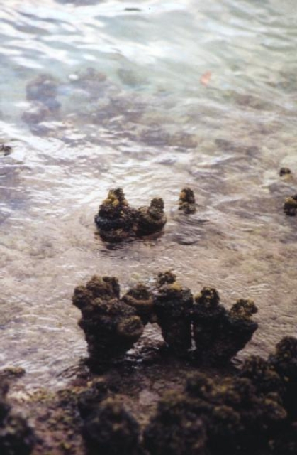 AUS08 14