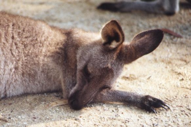 AUS09 05