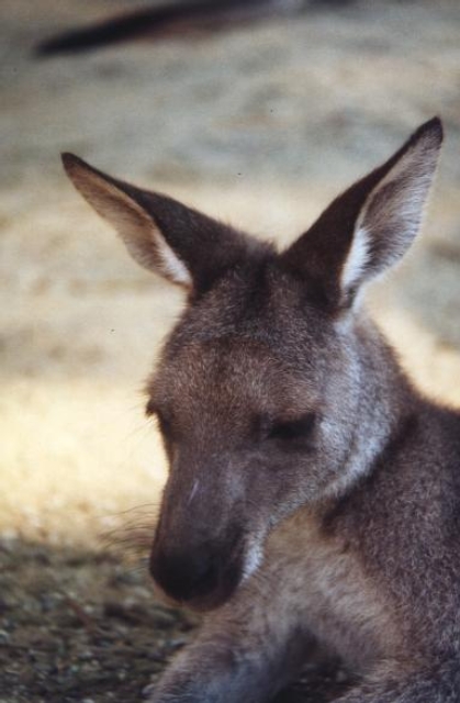 AUS09 11