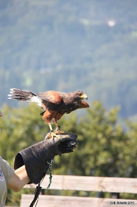 Oberkapfenberg20180809 151102