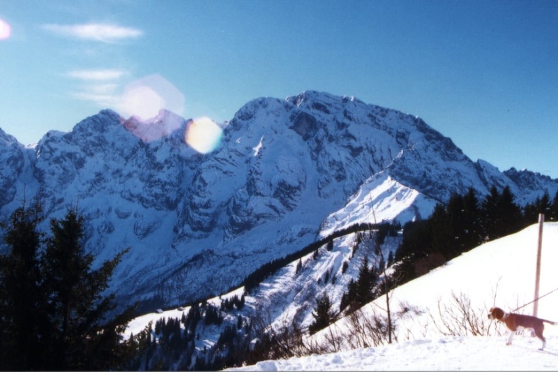 ROSSFELD01 36