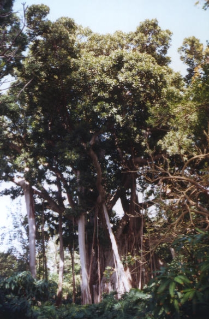TENERIFE 01