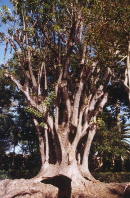 TENERIFE 02