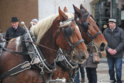 Winterausfahrt der Pferdezuchtvereine20180128 141952