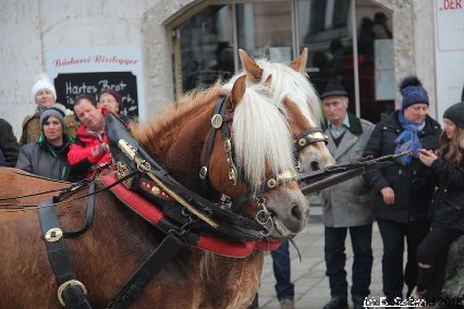 Winterausfahrt der Pferdezuchtvereine20180128 142359