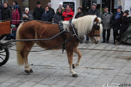 Winterausfahrt der Pferdezuchtvereine20180128 142458