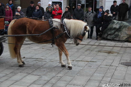 Winterausfahrt der Pferdezuchtvereine20180128 142504