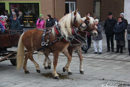 Winterausfahrt der Pferdezuchtvereine20180128 142545