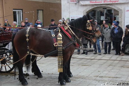 Winterausfahrt der Pferdezuchtvereine20180128 143611