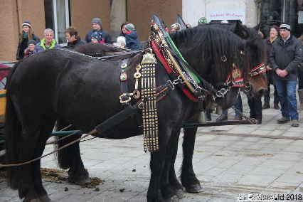 Winterausfahrt der Pferdezuchtvereine20180128 143806