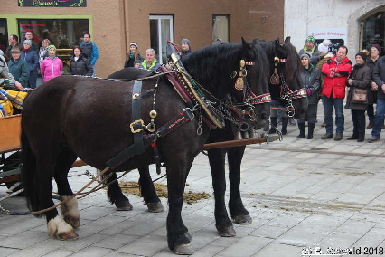 Winterausfahrt der Pferdezuchtvereine20180128 144000